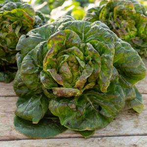 Laitue d'Hiver Rougette de Montpellier - Légumes d'Autrefois